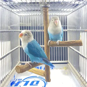 Natural Grape Wood Parrot Stand Bird Perch For Cage Multi Branch Training Stand For Parrots Small Medium Birds Accessories