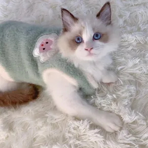 Gros plan d'un chat mignon portant un gilet chaud en peluche vert sauge