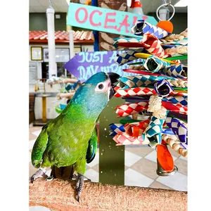 Parrot interacting with a colorful woven paper chewing toy with a bell