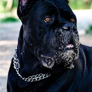 Macro detail view of a black mastiff wearing a durable stainless steel P-chain dog collar.