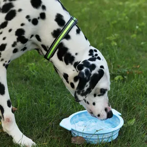 Dalmatische hond met reflecterende nylon halsband drinkt water op het grasveld.