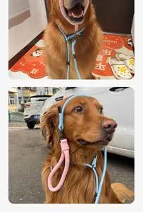Detailed view of the blue and pink training P-chain dog leash on a Golden Retriever
