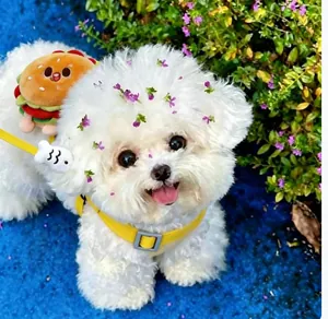Close-up of a small white dog wearing a cute plush burger-themed vest harness and leash