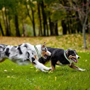 Actiefoto van twee honden met reflecterende nylon halsbanden in een weelderig groen park