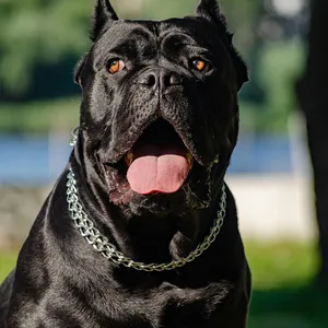 Premium heavy-duty stainless steel P-chain dog training collar for large and medium breeds