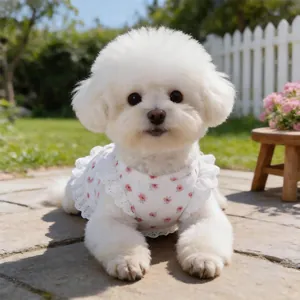 Adorabile cucciolo di Bichon bianco con gilet a fiori rosa e pizzo in un giardino