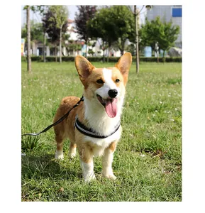 Nahaufnahme eines Corgis mit robustem Hundegeschirr und Leine im grünen Park.