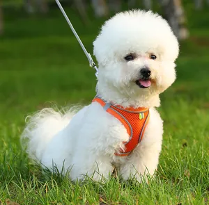 Kleiner weißer Hund mit atmungsaktivem orangefarbenem Brustgeschirr auf grünem Gras