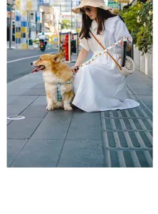 Vista detallada de un Corgi con arnés y correa azules con estampado de corazones afuera