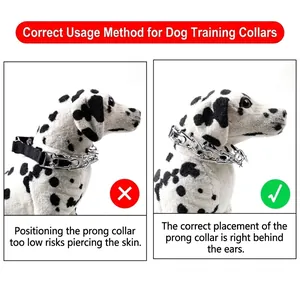 Professional dog training prong collar: guide showing correct and incorrect placement