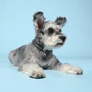 Close-up of reflective black dog collar with bone charm and bell on a Schnauzer