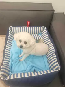 Small white dog resting in a blue and white striped rectangular pet bed on a sofa