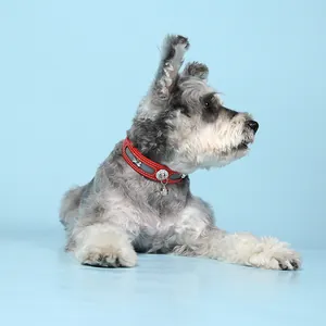 Close-up of a gray schnauzer wearing a red reflective dog collar with bone bell detail.