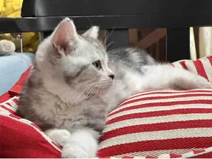 Grey tabby kitten resting on a red and white striped yarn-dyed fabric cat bed