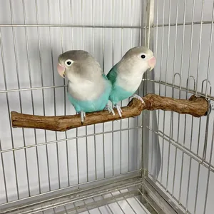 Zwei bunte Unzertrennliche auf einem Ast aus natürlichem Weinrebenholz im Vogelkäfig.