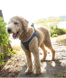 Harnais pour chien en maille grise respirante sur un caniche dans un parc ensoleillé