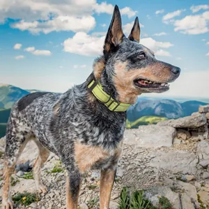 Gros plan d'un collier pour chien jaune néon réfléchissant dans un décor de montagne