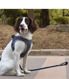 Chien de taille moyenne portant un harnais en maille bleue respirante avec laisse noire