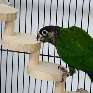 Detailopname van een papegaai op de natuurlijke houten wenteltrap in een kooi