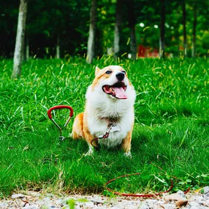 Picchetto per cani e set di guinzagli in cavo d'acciaio rosso mostrato in un parco