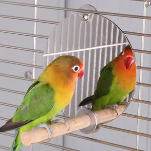 Detailed view of stainless steel bird cage mirror with wooden perch and reflecting parrot.