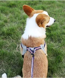 Detailansicht des gestreiften Hundegeschirrs und der Leine an einem Corgi im Park