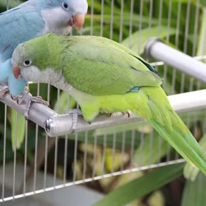 Close-up of parrots on a textured stainless steel perch rod for claw grinding