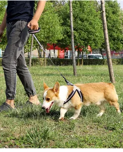 Detailansicht eines Corgis mit gestreiftem Hundegeschirr und Leine in einem Park.