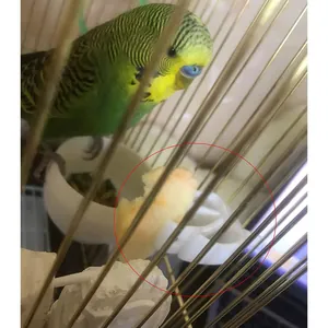 Vista dettagliata di una clip bianca per cibo per uccelli con frutta in una gabbia per uccelli