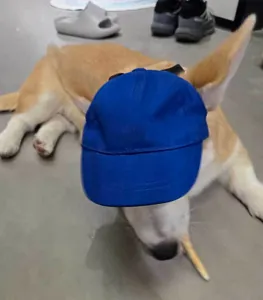 Cappellino da baseball blu regolabile per cani piccoli con fori per le orecchie, sole