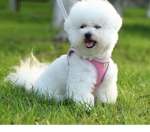 Detailansicht eines atmungsaktiven rosa Hundegeschirrs an einem weißen Hund im Freien