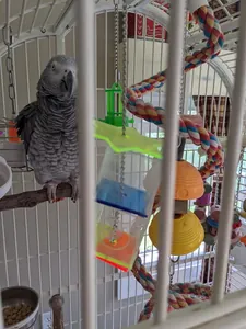 Detailed close-up of a colorful acrylic parrot foraging toy installed inside a bird cage