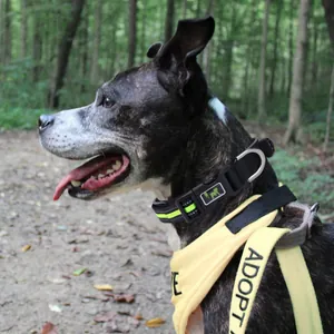Durable black reflective dog collar with quick-release buckle shown on a dog in a forest
