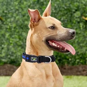Detail view of a reflective black and blue dog collar worn by a light brown dog
