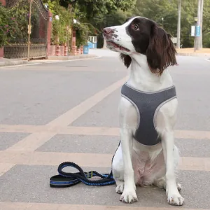 Harnais pour petit chien en maille grise respirante avec laisse assortie bleue et noire
