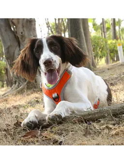 Harnais orange réglable pour chien porté par un épagneul dans un cadre naturel