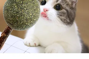 Close-up of a cute cat licking a natural catnip ball lollipop with silvervine stick.
