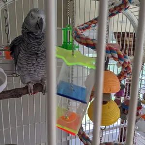 Colorful acrylic parrot foraging toy for bird cages shown in a real usage environment
