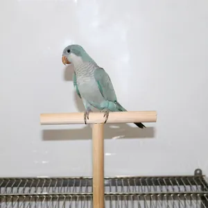 Natural T-shaped solid wood bird perch stand suitable for parrots like budgies and lovebirds