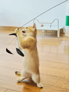Adorable kitten playing with swallow-shaped feather teaser toy replacement head
