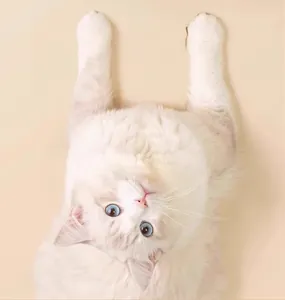 Adorable fluffy white cat with bright blue eyes looking up at the camera on beige background