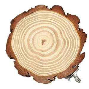 Natural pine wood perching platform showing tree ring texture for parrot cage detail