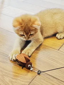 Close-up of a ginger kitten playing with an insect-shaped cat toy with a bell.