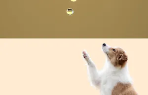 Playful young border collie reaching for floating water bubbles against a tan background.