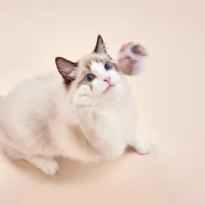 Beautiful Ragdoll cat playing with a soft and fluffy rabbit fur ball interactive cat toy