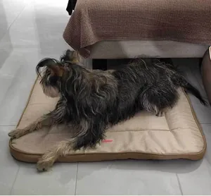 Langhaariger kleiner Hund ruht bequem auf einer beigen Tierunterlage im Wohnbereich
