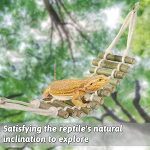 Vue détaillée d'un dragon barbu explorant une échelle à grimper en bambou naturel