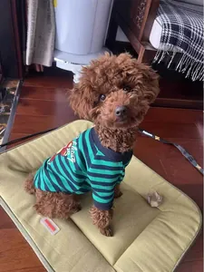 Ein brauner Pudel sitzt auf einer grünen Sommer-Hundematte in einer gemütlichen Wohnung