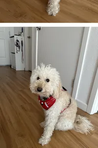 Close-up detail of a cream-colored poodle wearing a red adjustable dog harness on a wooden floor