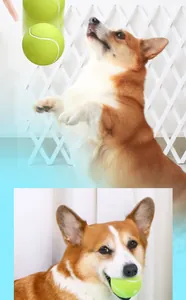 Action d'un Corgi jouant avec une balle de tennis couinante vert néon pour chiens